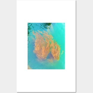 Kelp Floating in the Pacific Ocean Posters and Art